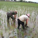 Babinsa Koramil 13 Kedung Waringin Turun ke Sawah