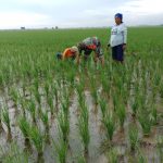 Guna Menjaga Ketahanan Pangan, Babinsa Turun Kesawah