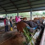 Dinas Pertanian Pastikan Kesiapan RPH untuk Penyembelihan Hewan Kurban