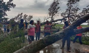 Tiga Pohon Besar Tumbang Akibat Hujan Deras dan Angin Kencang di Pebayuran