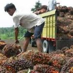 Petani Kelapa Sawit Indonesia