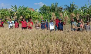 Babinsa 1616-05/Sukawati Hadiri Panen Raya di Subak Bilasari Guwang