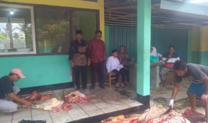 Rayakan Idul Adha 1443 H, Alumni SMPN 1 VII Koto Sungai Sariak Sembelih Satu Ekor Sapi