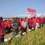 Kodim 1619/Tabanan Hadiri Panen 1 Juta Hektare Padi Nusantara