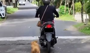 Polsek Denpasar Selatan Periksa Pengendara Motor yang Viral Atas Aksinya di Media Sosial