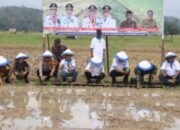 Bupati Bungo Dampingi Gubernur Jambi Gerakan Tanam Padi Bersama