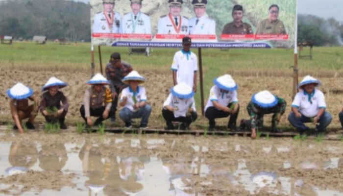 Bupati Bungo Dampingi Gubernur Jambi Gerakan Tanam Padi Bersama