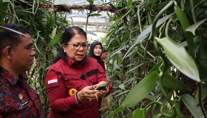 ­Panen Perdana Vanili di Lapas Narkotika Bangli, Program Pembinaan Warga Binaan Berbuah Hasil