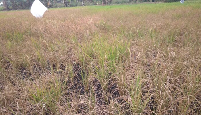 Tercemar Limbah B3, Kelompok Tani di Desa Sukadamai Menjerit Gagal Panen