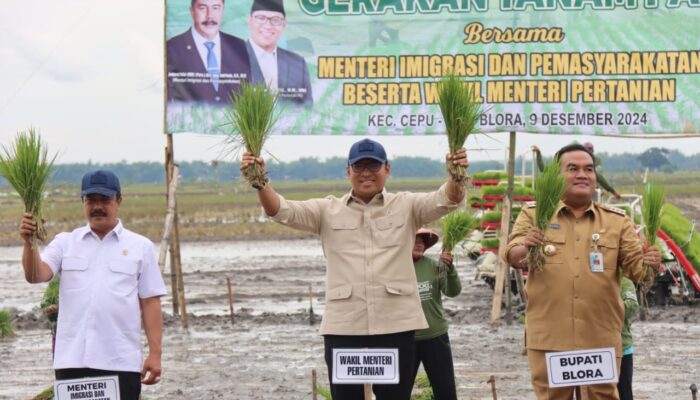 Dukung Swasembada Pangan, Menteri Imigrasi dan Wamen Pertanian Tanam Padi Bareng di Cepu